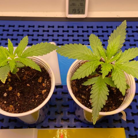Critical Orange Punch growlog timeline photo