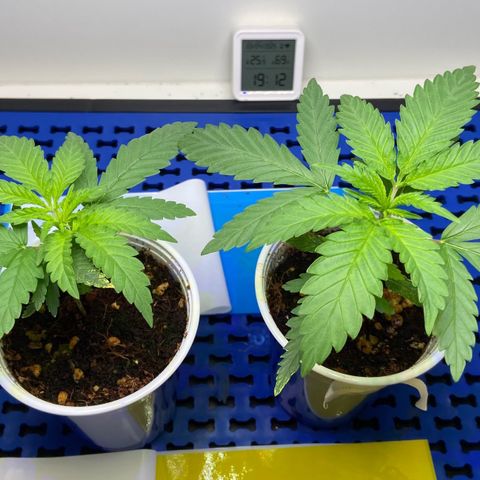 Critical Orange Punch growlog timeline photo