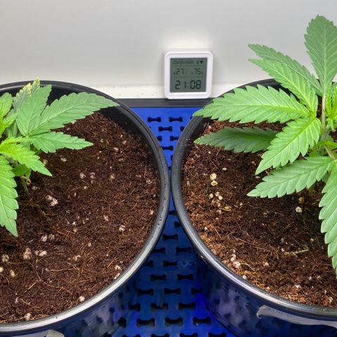 Critical Orange Punch growlog timeline photo