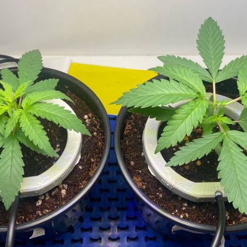 Critical Orange Punch growlog photo: Poda top no 3 no da banana blaze 