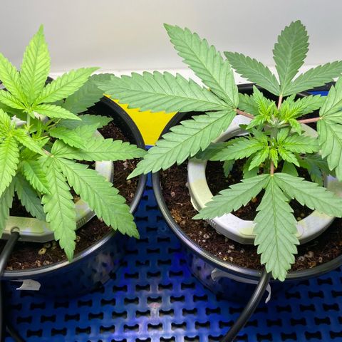 Critical Orange Punch growlog timeline photo