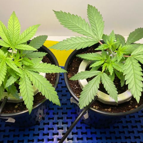 Critical Orange Punch growlog photo: EC 950