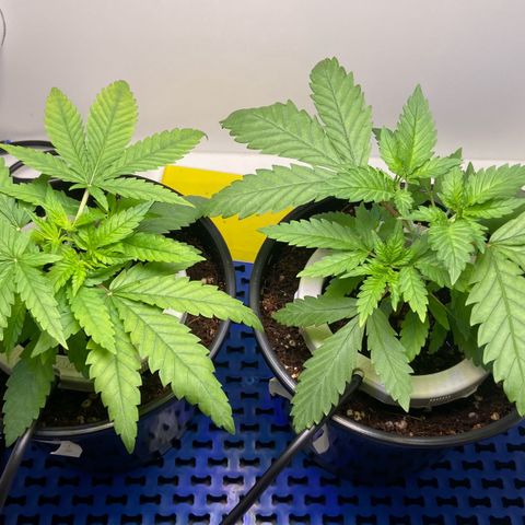Critical Orange Punch growlog timeline photo