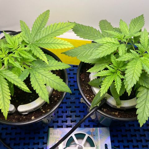 Critical Orange Punch growlog photo: Fertilização folar com sulfato de magnésio 