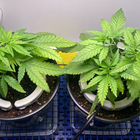Critical Orange Punch growlog timeline photo