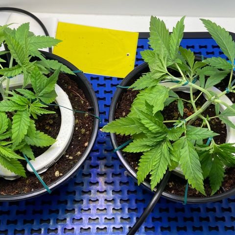 Critical Orange Punch growlog photo: Poda de folhas mortas, amarras