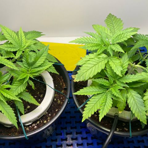 Critical Orange Punch growlog photo: Fiz flush com sulfato de magnésio 500ec
+ Bokash Active, Fuell e Ocean Mix