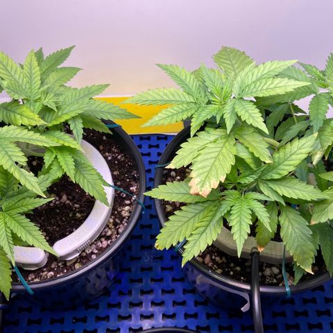 Critical Orange Punch growlog photo: Flush forte com água 