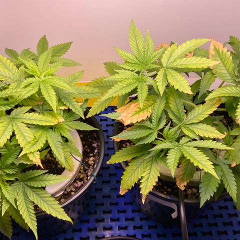 Critical Orange Punch growlog timeline photo