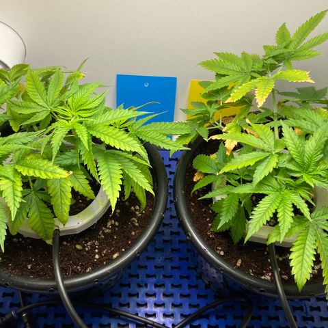 Critical Orange Punch growlog photo: Transplante para 5l