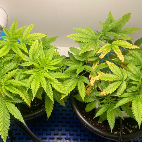 Critical Orange Punch growlog timeline photo