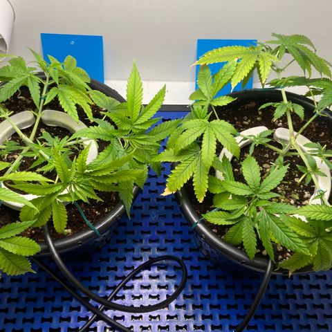 Critical Orange Punch growlog photo: Poda das folhas secas e amarras LST