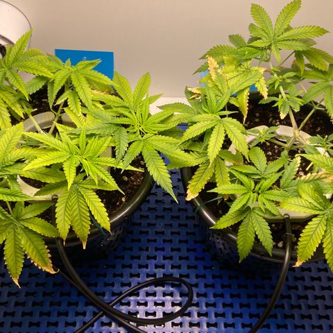 Critical Orange Punch growlog timeline photo