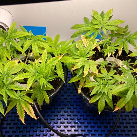 Critical Orange Punch growlog photo: Ec 1.000 reduzido.
Não coloquei MKP na fórmula 