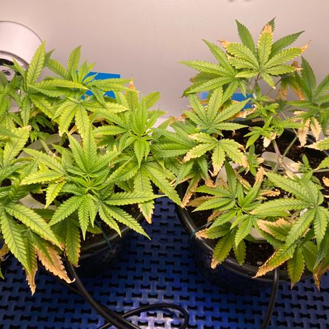Critical Orange Punch growlog photo: Continua na rega sem MKP e apliquei fuell 