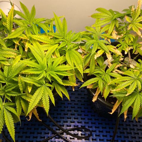 Critical Orange Punch growlog timeline photo