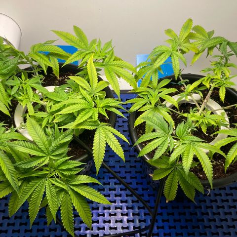Critical Orange Punch growlog photo: Poda de folhas queimadas 