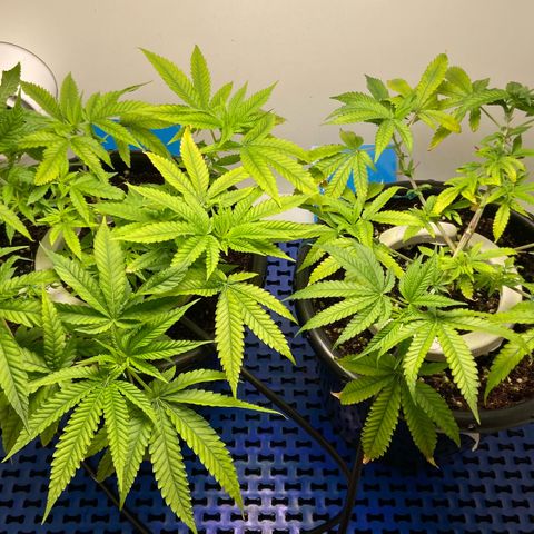 Critical Orange Punch growlog timeline photo