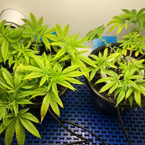 Critical Orange Punch growlog timeline photo