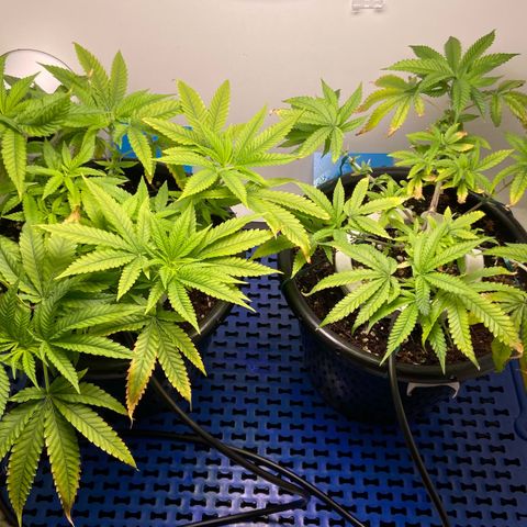 Critical Orange Punch growlog timeline photo
