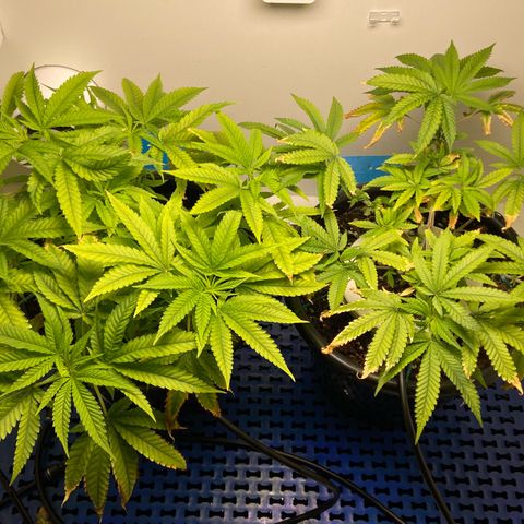 Critical Orange Punch growlog photo: Terceira dia com apenas 1 rega ao dia 
