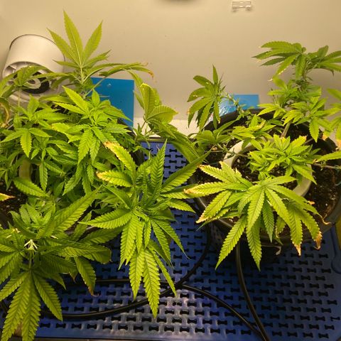 Critical Orange Punch growlog photo: Rega com solução completa de volta
