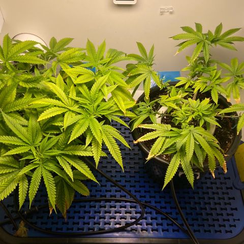 Critical Orange Punch growlog photo: Rega com solução completa de volta