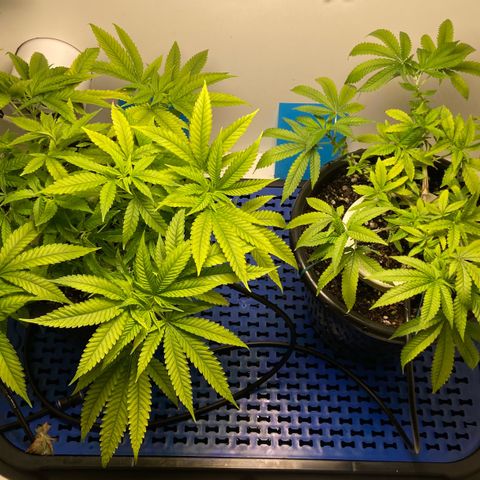 Critical Orange Punch growlog timeline photo