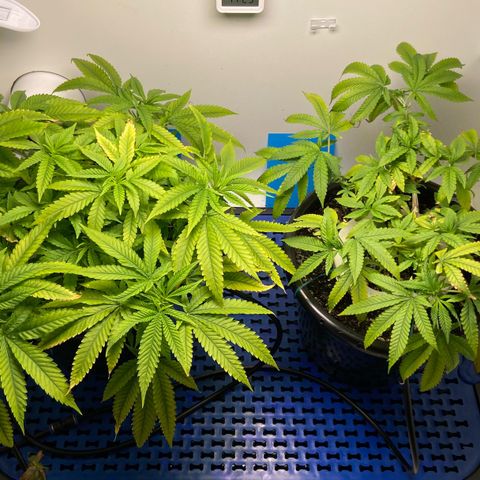 Critical Orange Punch growlog timeline photo
