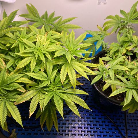 Critical Orange Punch growlog timeline photo
