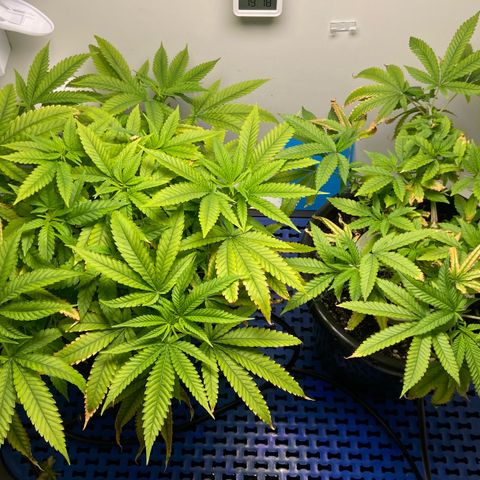 Critical Orange Punch growlog timeline photo