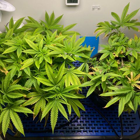 Critical Orange Punch growlog timeline photo