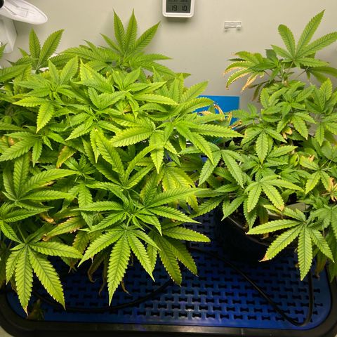 Critical Orange Punch growlog timeline photo