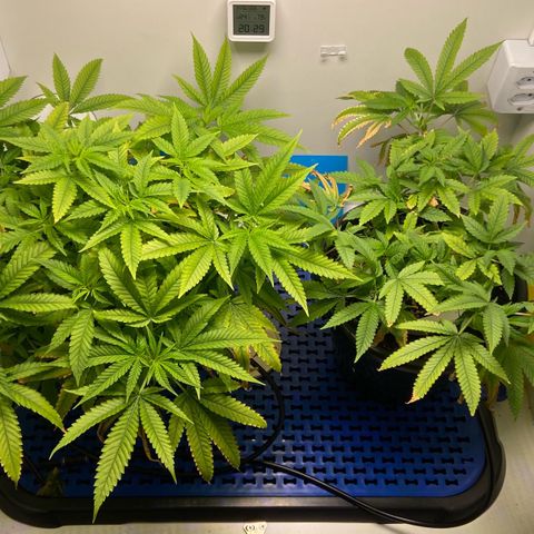 Critical Orange Punch growlog photo: Início flora 