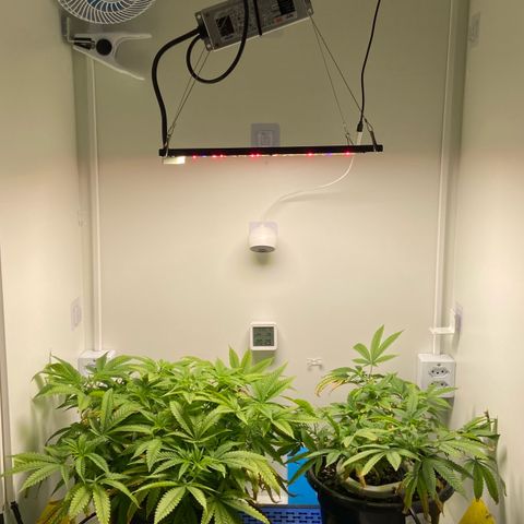 Critical Orange Punch growlog photo: Início flora 