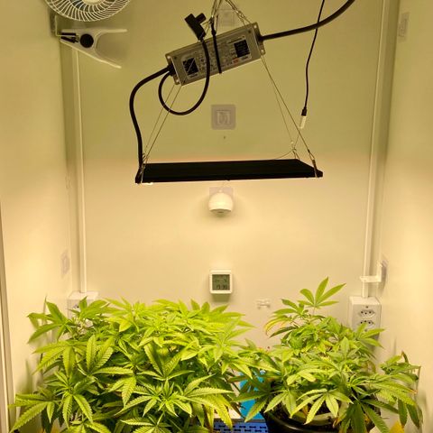 Critical Orange Punch growlog photo: Dia 1 Flora