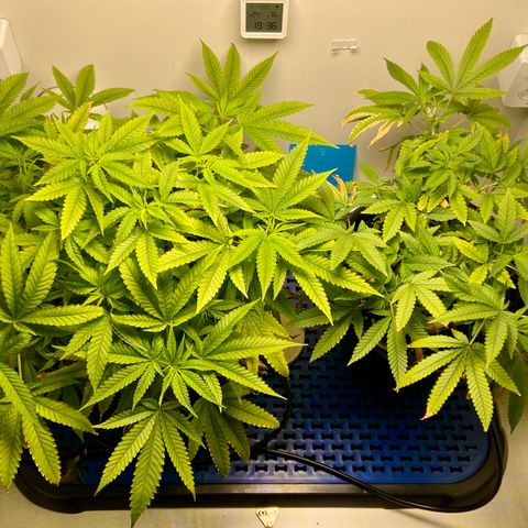 Critical Orange Punch growlog photo: Dia 1 Flora