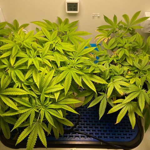 Critical Orange Punch growlog timeline photo