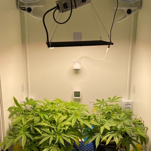 Critical Orange Punch growlog timeline photo
