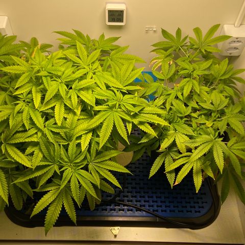 Critical Orange Punch growlog timeline photo