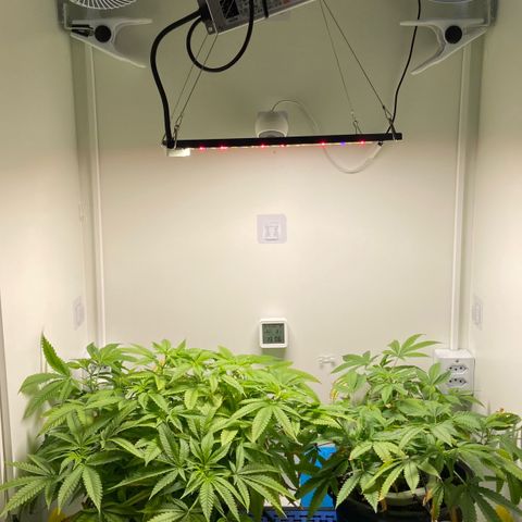 Critical Orange Punch growlog timeline photo