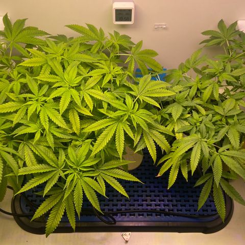 Critical Orange Punch growlog timeline photo