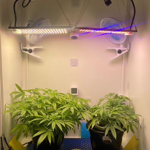 Critical Orange Punch growlog timeline photo