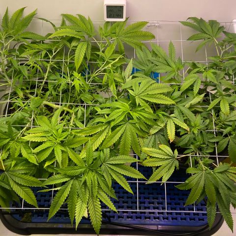 Critical Orange Punch growlog timeline photo