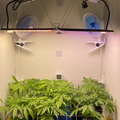 Critical Orange Punch growlog timeline photo