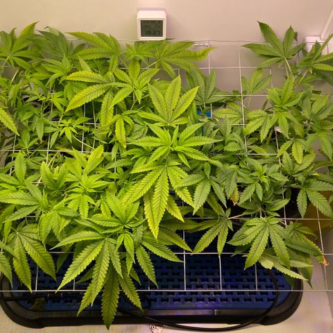 Critical Orange Punch growlog timeline photo
