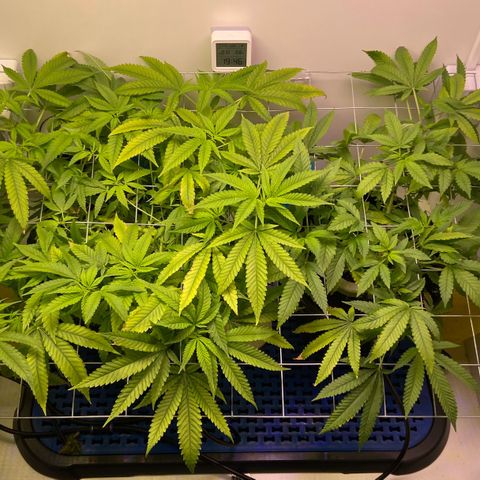 Critical Orange Punch growlog timeline photo