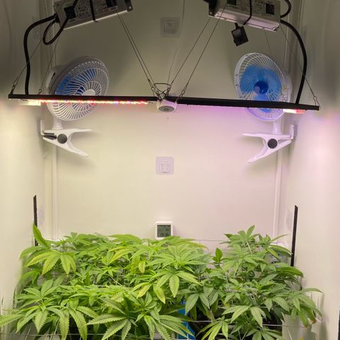 Critical Orange Punch growlog timeline photo