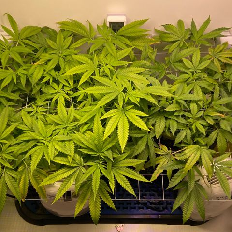 Critical Orange Punch growlog timeline photo