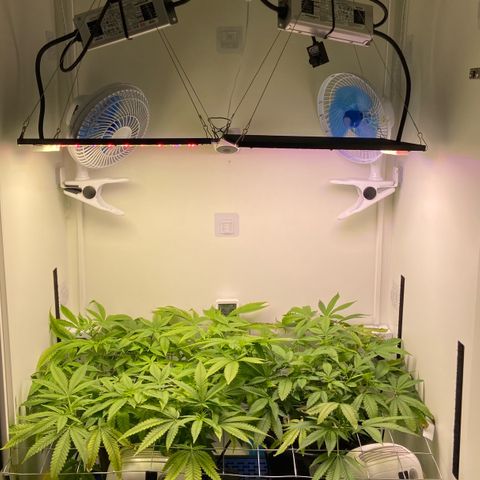Critical Orange Punch growlog timeline photo